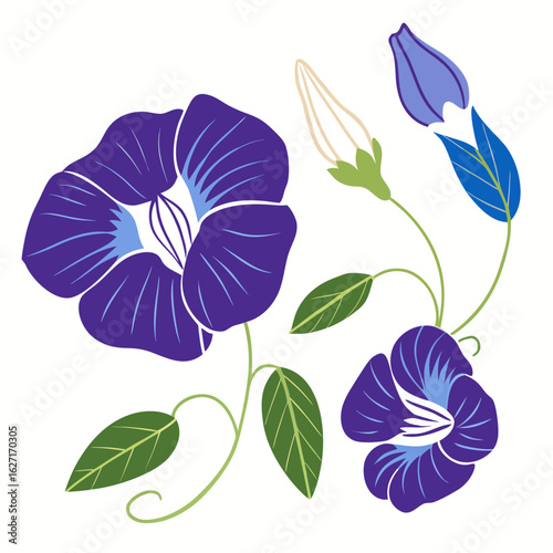 Purple butterfly pea flowers and buds isolated on transparent background isolated on white background