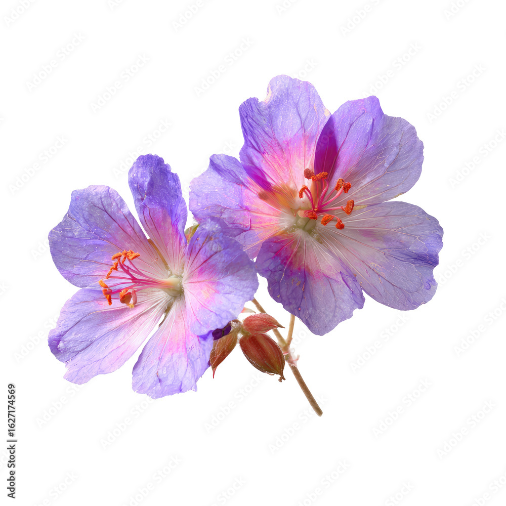 Fototapeta premium Close-up of two delicate purple flowers