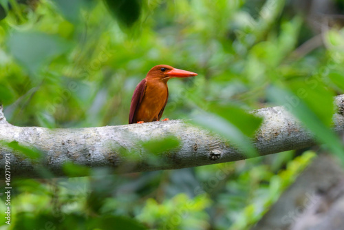 沖縄のやんばるや奄美大島で見られる赤い嘴とオレンジの羽が美しい人気のある野鳥、アカショウビン