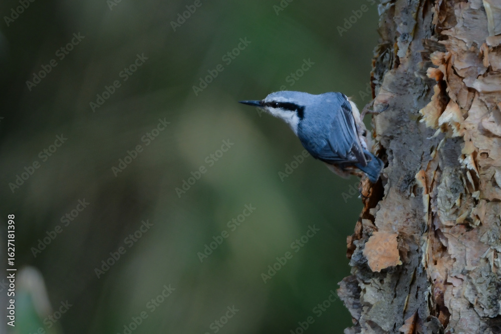 Obraz premium 高原や冬の雑木林で見られる人懐っこいかわいい小鳥、ゴジュウカラ