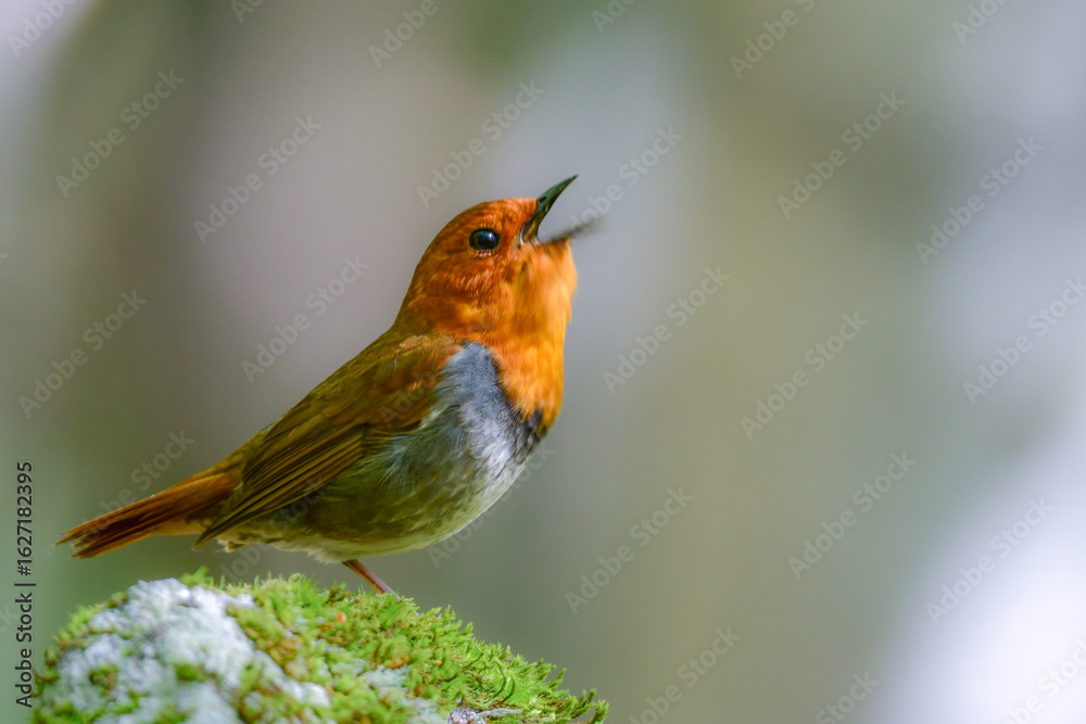 Fototapeta premium 初夏に高山の渓流沿いで見られるオレンジ色の美しい渡り鳥、日本を代表する小鳥コマドリ