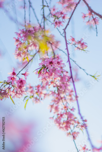 pink cherry blossom