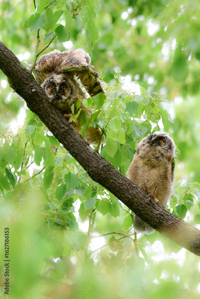 Fototapeta premium 初夏の高原で見られる愛嬌のあるかわいらしい野鳥、フクロウの仲間のトラフズクのひな