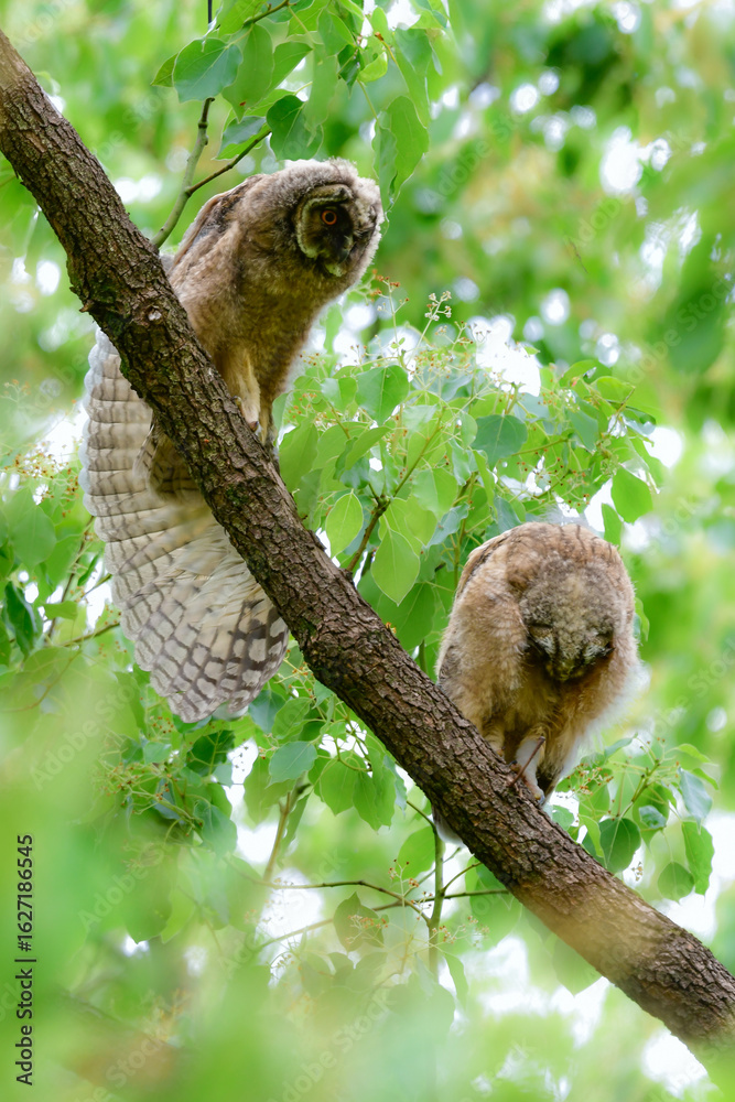 Obraz premium 初夏の高原で見られる愛嬌のあるかわいらしい野鳥、フクロウの仲間のトラフズクのひな