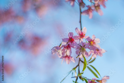 pink cherry blossom