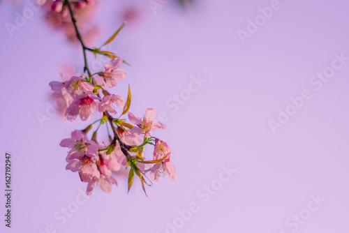 pink cherry blossom