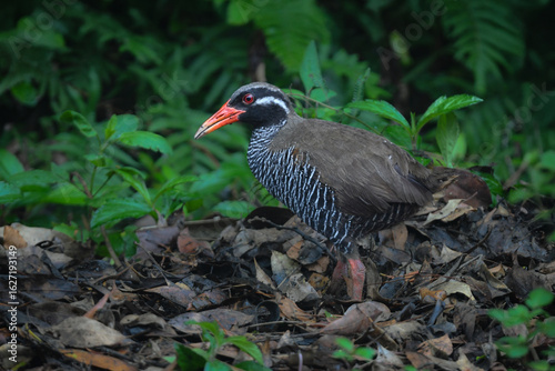 白黒のゼブラ模様に赤い嘴と脚が目立つ、沖縄固有種の人気者、飛べない鳥ヤンバルクイナ