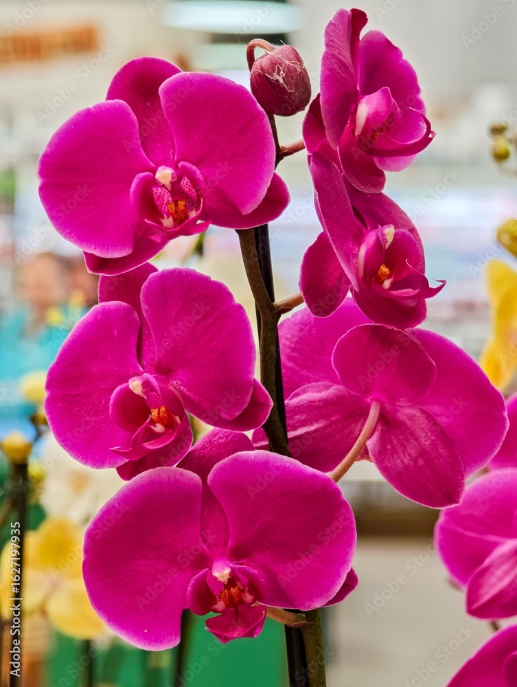 Obraz premium Bright Pink Orchid in Bloom