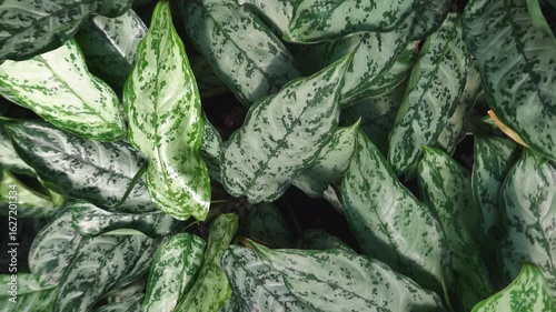 turning around a leave plant with a round pan like inception mode on a sunny spring day.
