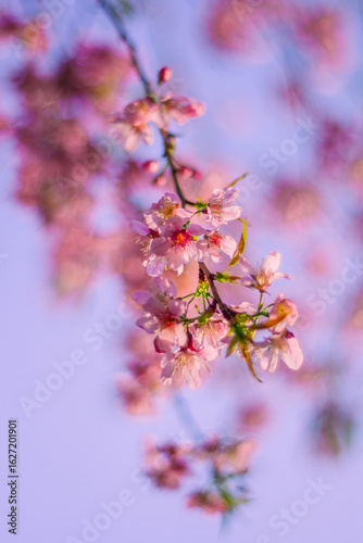 Pink cherry blossom