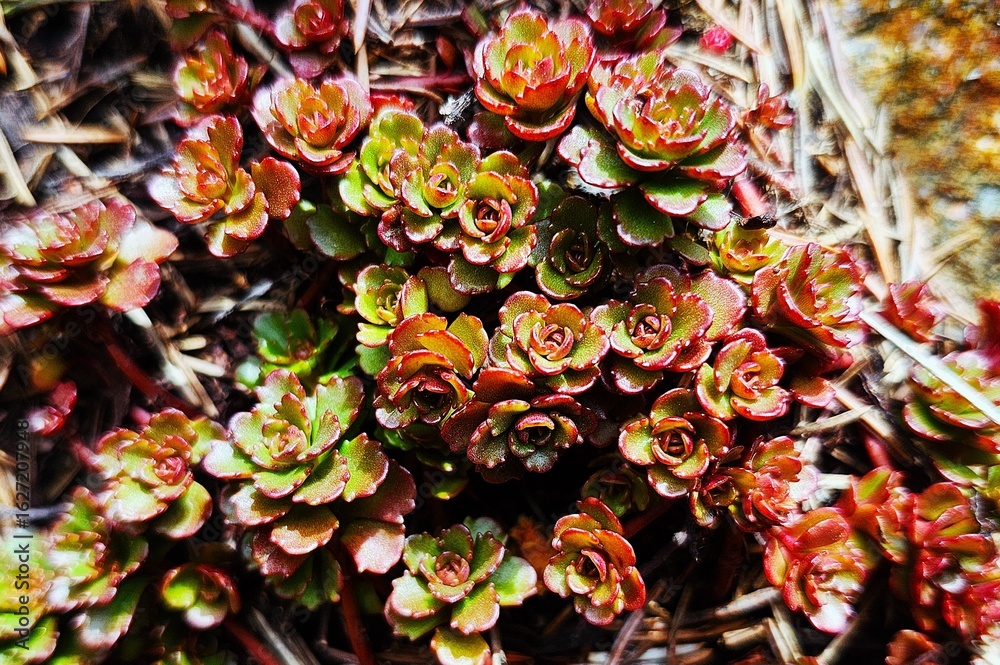 Fototapeta premium red and green plants