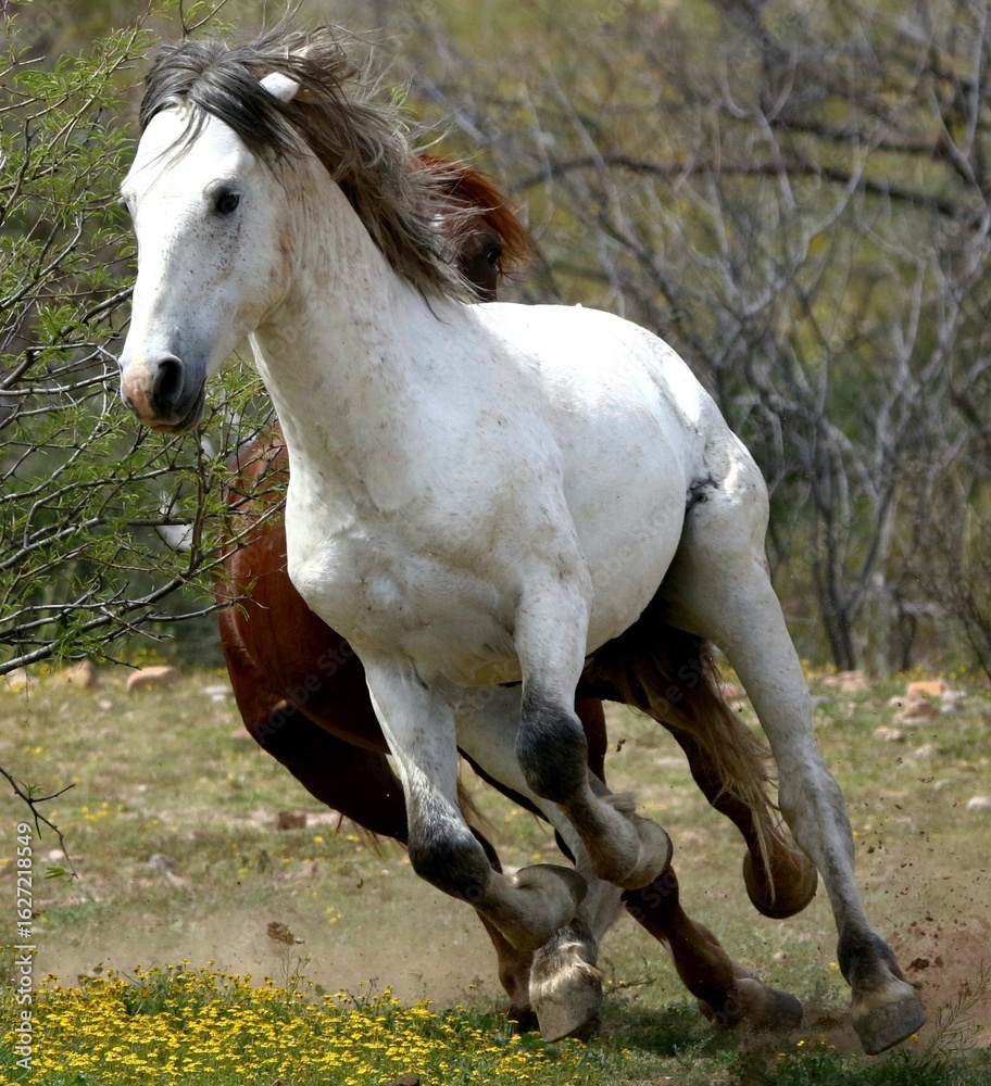 Obraz premium A Chase Between Wild Stallions