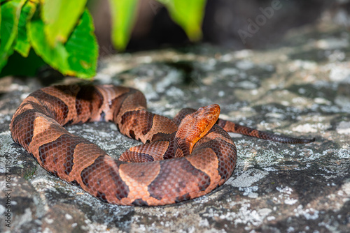 Schilderij op canvas Eastern (northern) copperhead from a Connecticut gestating site in late summer