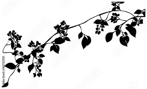 Silhuoette of Rangoon creeper vine border