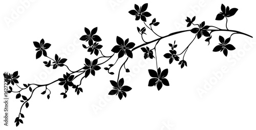 Silhuoette of Rangoon creeper vine border