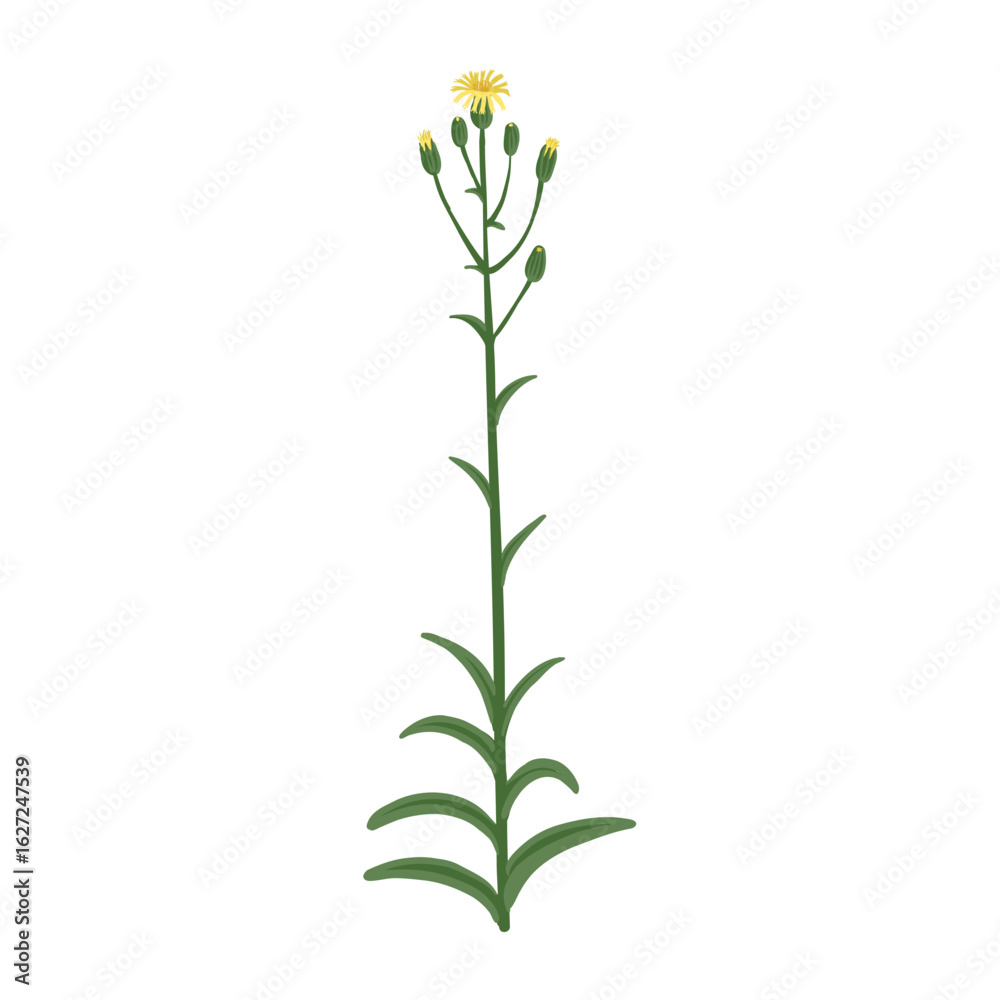 foxglove flower, hawkweed, vector drawing wild plant at white background, floral element, hand drawn botanical illustration