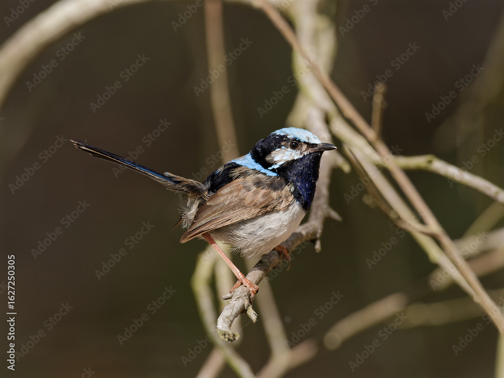 Naklejka premium Male Superb Fairywren (Malurus cyaneus) perched on a branch