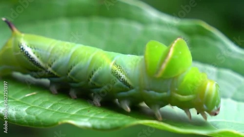 Close-Up of a Vibrant Green Caterpillar Crawling on a Lush Green Leaf in its Natural