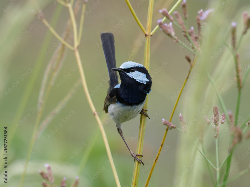 Obraz premium Male Superb Fairywren (Malurus cyaneus) perched on a long grass stalk with bokeh background