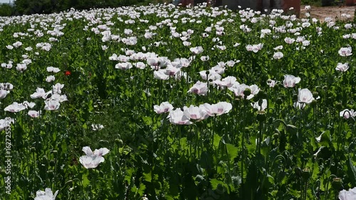 Flowering white poppy seed flowers (Papaver somniferum). Agricultural field of opium poppy or breadseed poppy.
