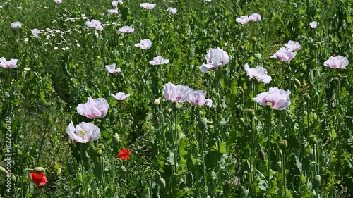 Flowering white poppy seed flowers (Papaver somniferum). Agricultural field of opium poppy or breadseed poppy.