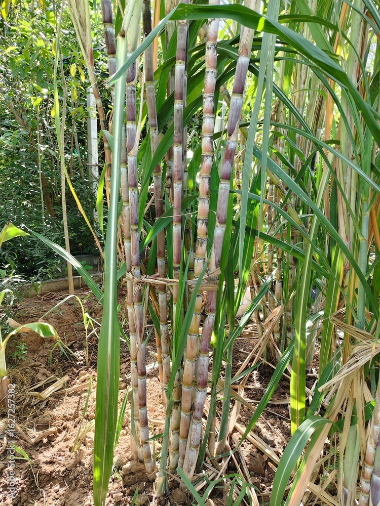 Obraz premium Sugarcane stalks grow tall on the ground.
