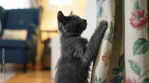 Kitten Climbing Up Curtain