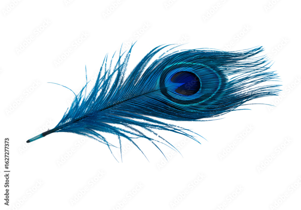 Obraz premium Vibrant Blue Peacock Feather: Exquisite Detail, Perfect for Design Projects Isolated on Transparent Background