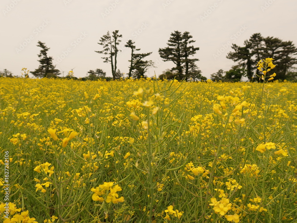 Obraz premium field of yellow canola flowers