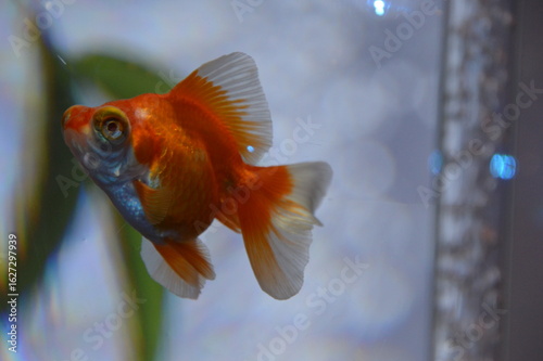 金魚