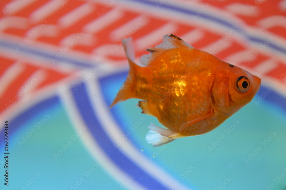 Obraz premium 金魚