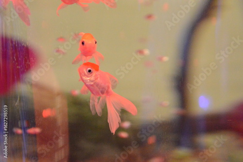 金魚
