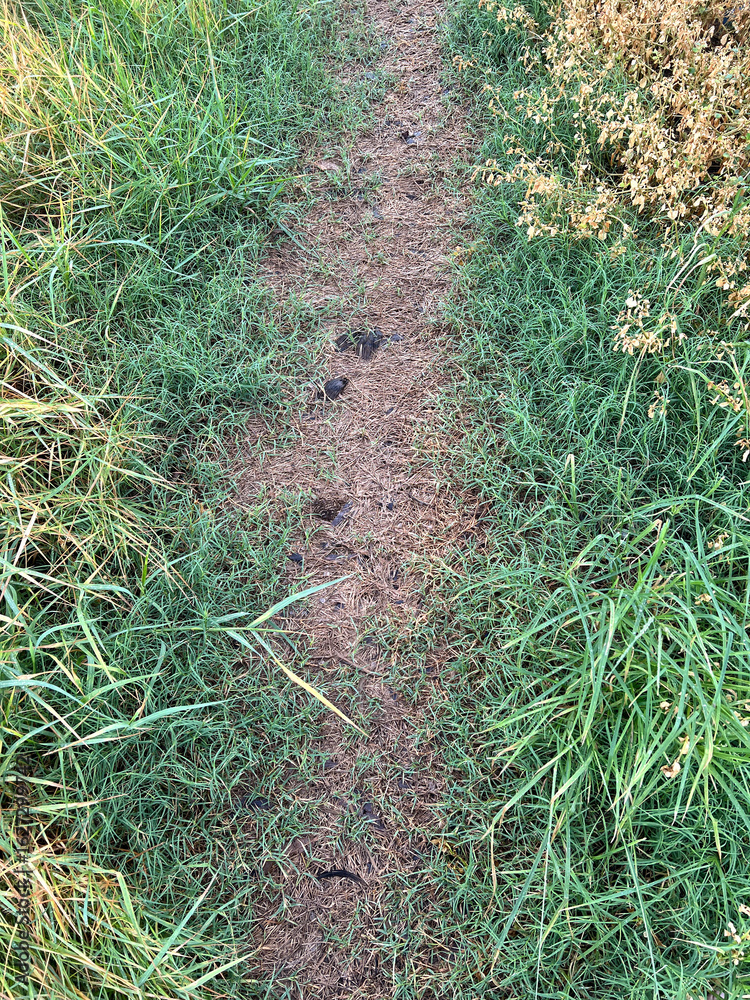 Obraz premium green grass in the forest