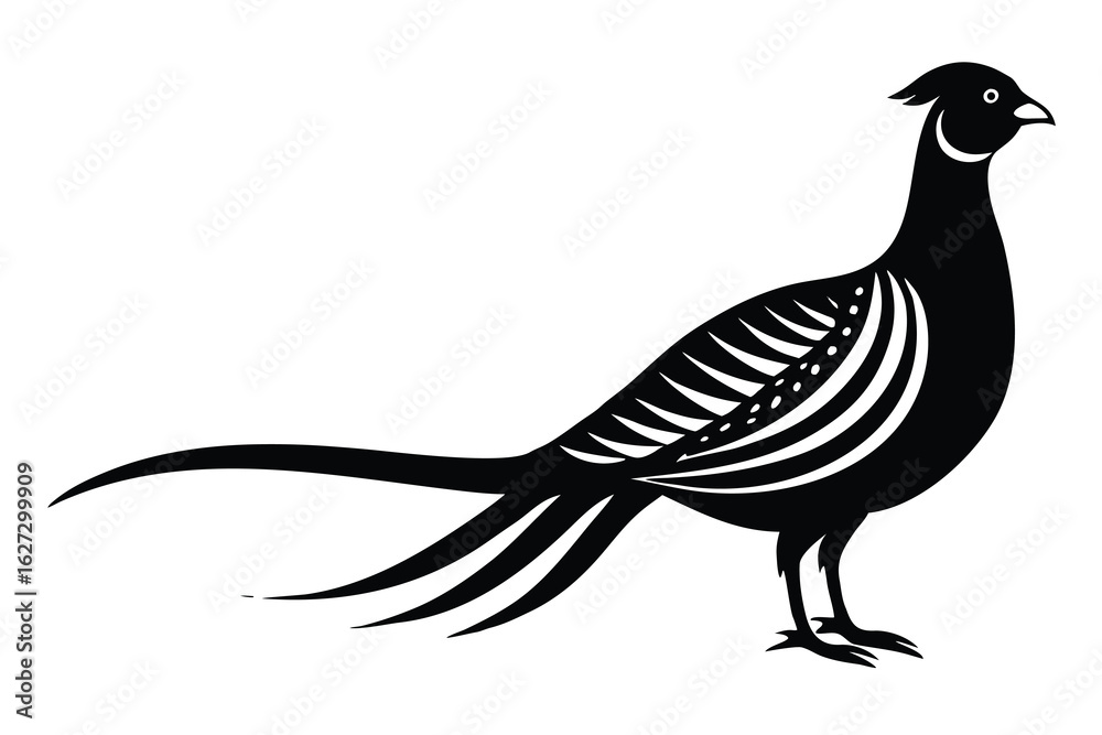 Fototapeta premium Elegant Black Pheasant Illustration with Detailed Plumage and Long Tail Feathers Silhouette Design