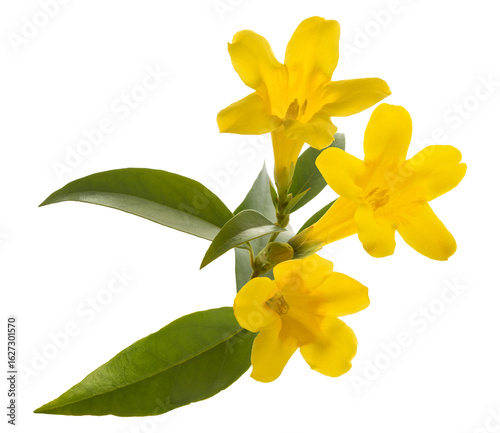 yellow jessamine flowers isolated on transparent background.
