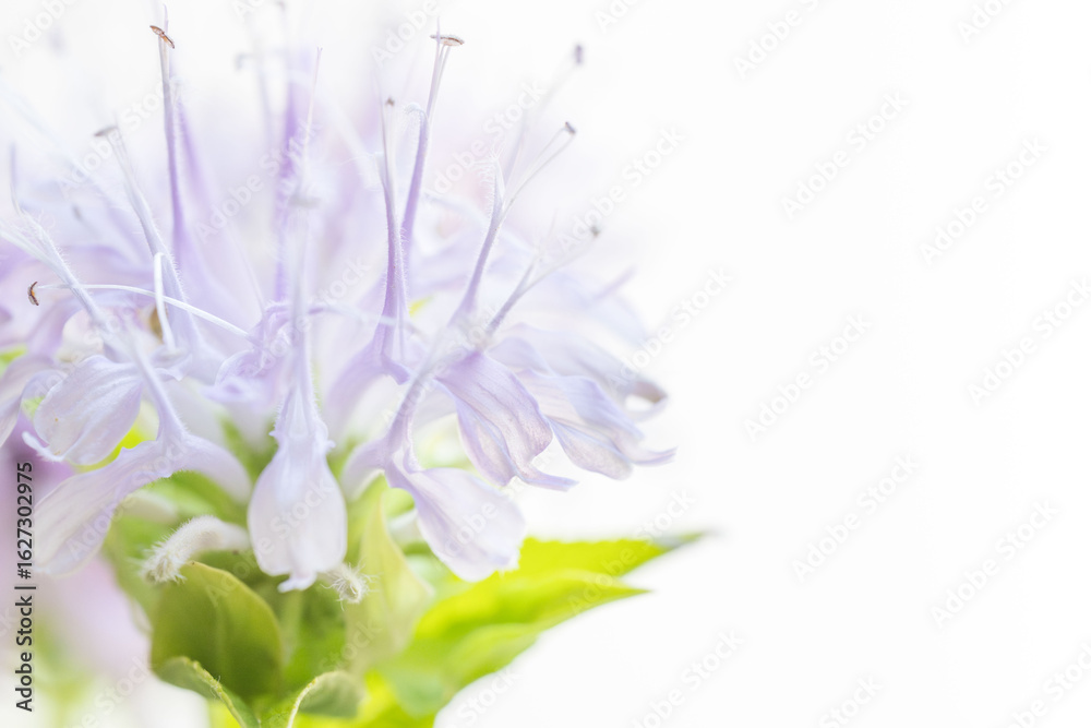 Fototapeta premium モナルダの薄紫の花を白背景でマクロ撮影07