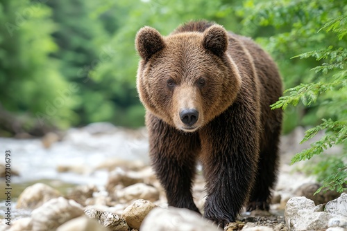Wallpaper Mural bear walking along rocky stream, cinematic wilderness mood Torontodigital.ca