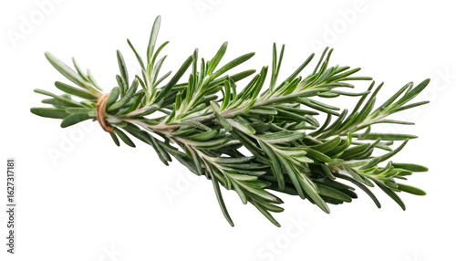 Fresh Rosemary Sprig