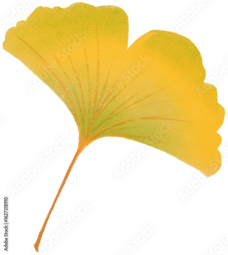 ginkgo leaf isolated on white background
