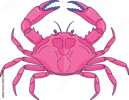 Bright pink crab with claws raised in defensive pose against white background