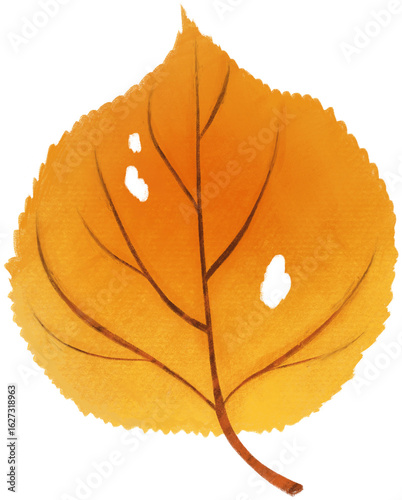 leaf isolated on white
