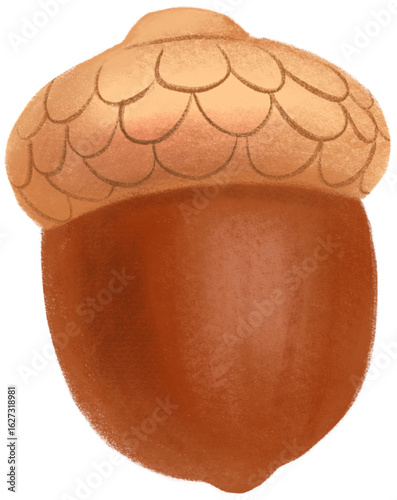 acorn