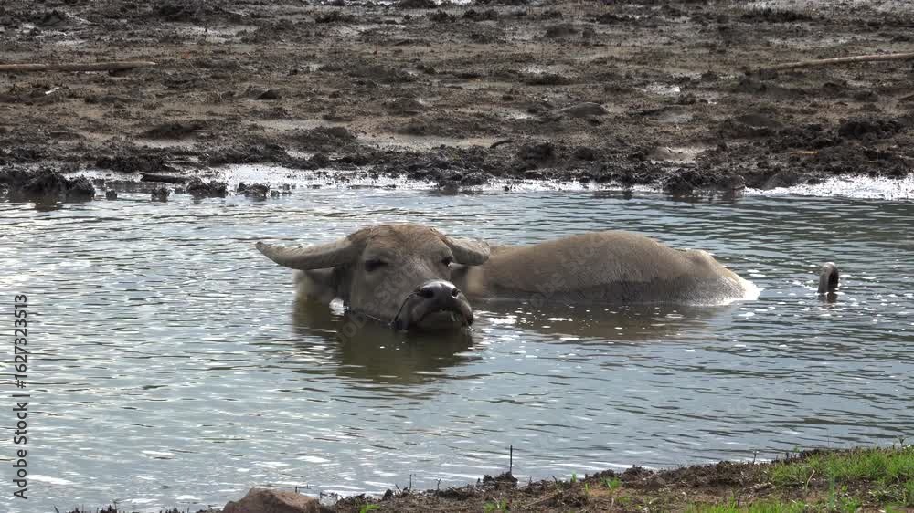 Water buffaloes submerge and play in the pond Water buffaloes submerge and play in the pond