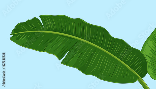 Stylized illustration of a large, vibrant green banana leaf with a prominent midrib and naturally torn edges.