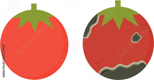 Vector illustration of comparison between fresh tomato and damaged tomato with fungal growth and dull color