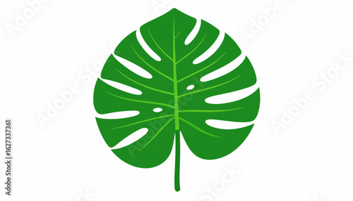 Stylized green Monstera deliciosa leaf with prominent veins and natural fenestrations.