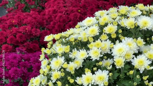 Vibrant clusters of red and yellow chrysanthemums create a stunning visual in an outdoor market and garden. The flowers are in full bloom, showcasing their rich colors during the autumn season.
