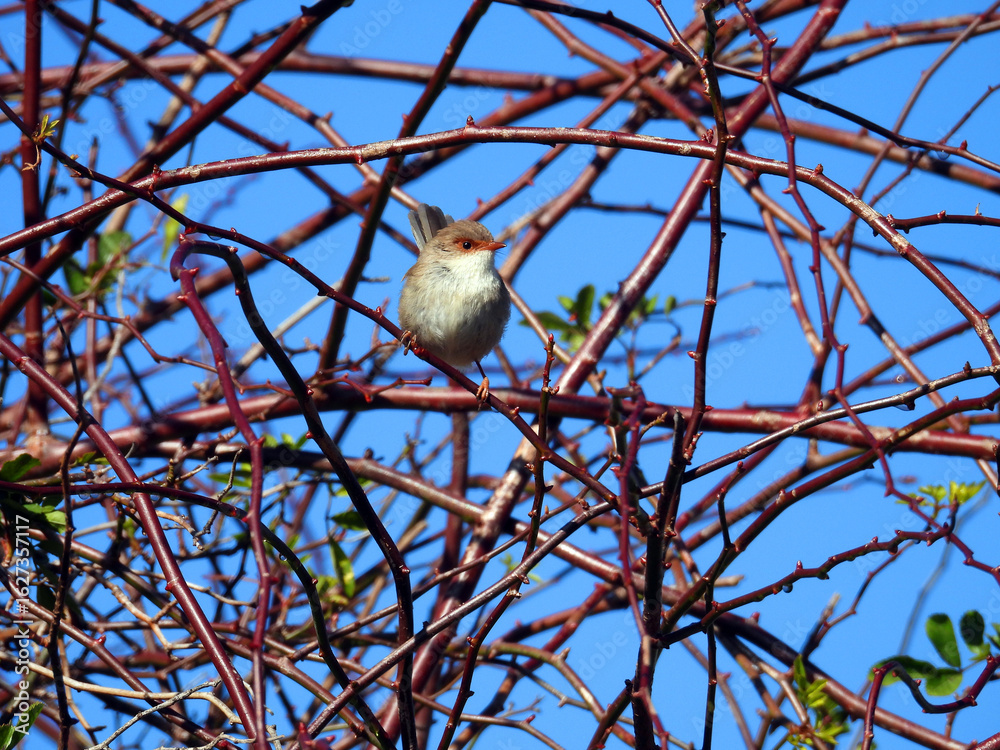 Obraz premium A vibrant close-up captures a beautiful female Australian Fairy Wren perched amidst a captivating tangle of colorful branches, set against a brilliant blue sky.