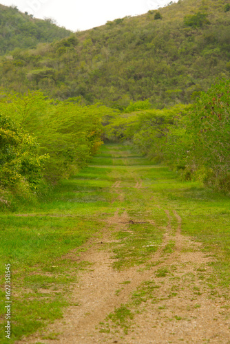 path in the forest