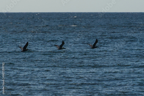 Pelicans flying over the water